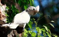 戈芬氏凤头鹦鹉的饲养方法 戈芬氏凤头鹦鹉的价格
