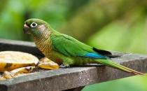 红腹金刚鹦鹉的价格 红腹金刚鹦鹉的饲养方法