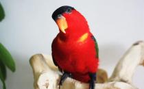 黄兜吸蜜鹦鹉多少钱能买？黄兜吸蜜鹦鹉的饲养方法