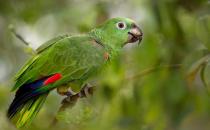 黄冠亚马逊鹦鹉的简介 黄冠亚马逊鹦鹉的产地