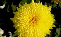 几个让你皮肤变白的小秘方