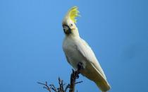 小葵花凤头鹦鹉的简介 小葵花凤头鹦鹉的产地