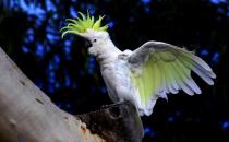 小葵花凤头鹦鹉多少钱？小葵花凤头鹦鹉的寿命