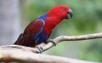 折衷鹦鹉的饲养方法 折衷鹦鹉的产地