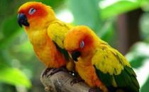 紫红头鹦鹉主要分布在哪里？