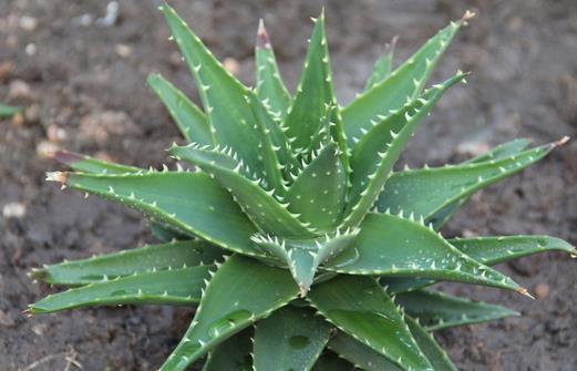 这些蔬菜让你的肌肤“喝”足水