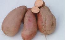 喜讯：红薯给肌肤光滑质感