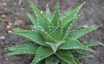 这些蔬菜让你的肌肤“喝”足水