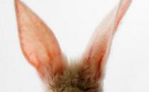 耳朵进异物的处理方法