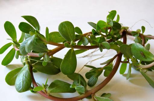 吃什么对头发好 盘点17种护发食物