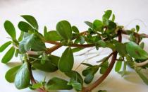 吃什么对头发好 盘点17种护发食物