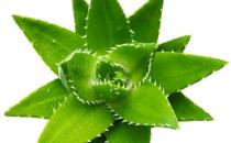 多吃几款食物让你肌肤美丽