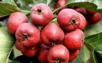 美容养颜试试中医四种养阴药膳