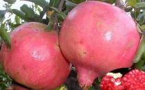 美容又好吃的八种水果