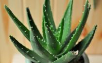 美白肌肤 你不得不看的6个食物偏方