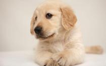 正确训练狗狗便便的方法