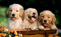 教你正确训练狗狗的方法