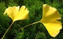 银杏叶可治老年痴呆