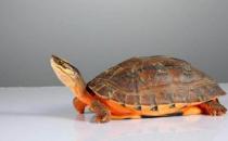 金钱龟的养殖方法