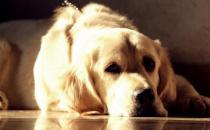 狗狗的健康日粮配方