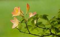 杜鹃花怎么种植？科学养殖杜鹃花的方法