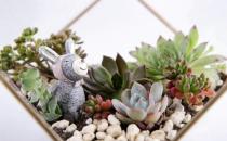 秋季如何养多肉植物？
