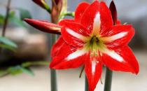 养花必学：给花卉换盆的方法