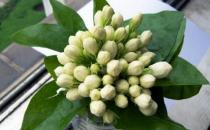 让盆栽茉莉花多开花的方法