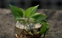 家庭盆栽观叶植物的介绍