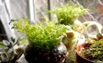 水养植物是什么？水养植物的分类