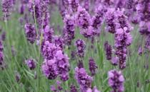 薰衣草精油神奇效果 五种用法快速去痘印