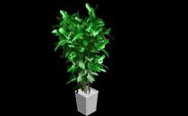 室内观叶植物的常见问题诊治