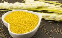 男人吃小米益肾气养脾胃