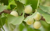 老年人吃什么可以预防心脑血管疾病