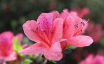引起杜鹃花黄化的原因