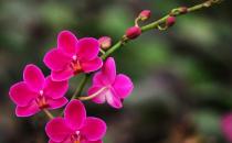 花卉缺素症是什么原因？