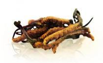 冬虫夏草很昂贵 正确购买才安全