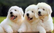 老人养狗好吗？适合老人养的类型