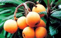 喉咙痛怎么办 吃什么水果好