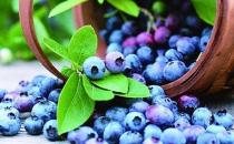 春季吃蓝莓的10大好处