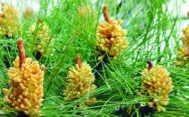 哪种人不能吃松花粉