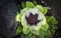 雪莲花的副作用有哪些