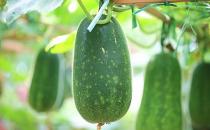 八种食材的日常保鲜小方法