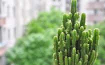 最适合办公室的10盆栽 减少辐射