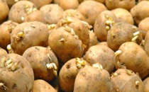 什么样的土豆不宜吃