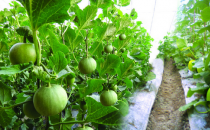 孕妇能不能吃香瓜 吃香瓜要注意哪些