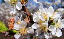 早春自驾去踏青：到新丰赏樱