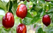 老人吃红枣有什么好处