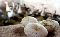 鹅蛋的食疗价值和饮食禁忌