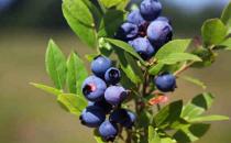 哪些人群不适合吃蓝莓